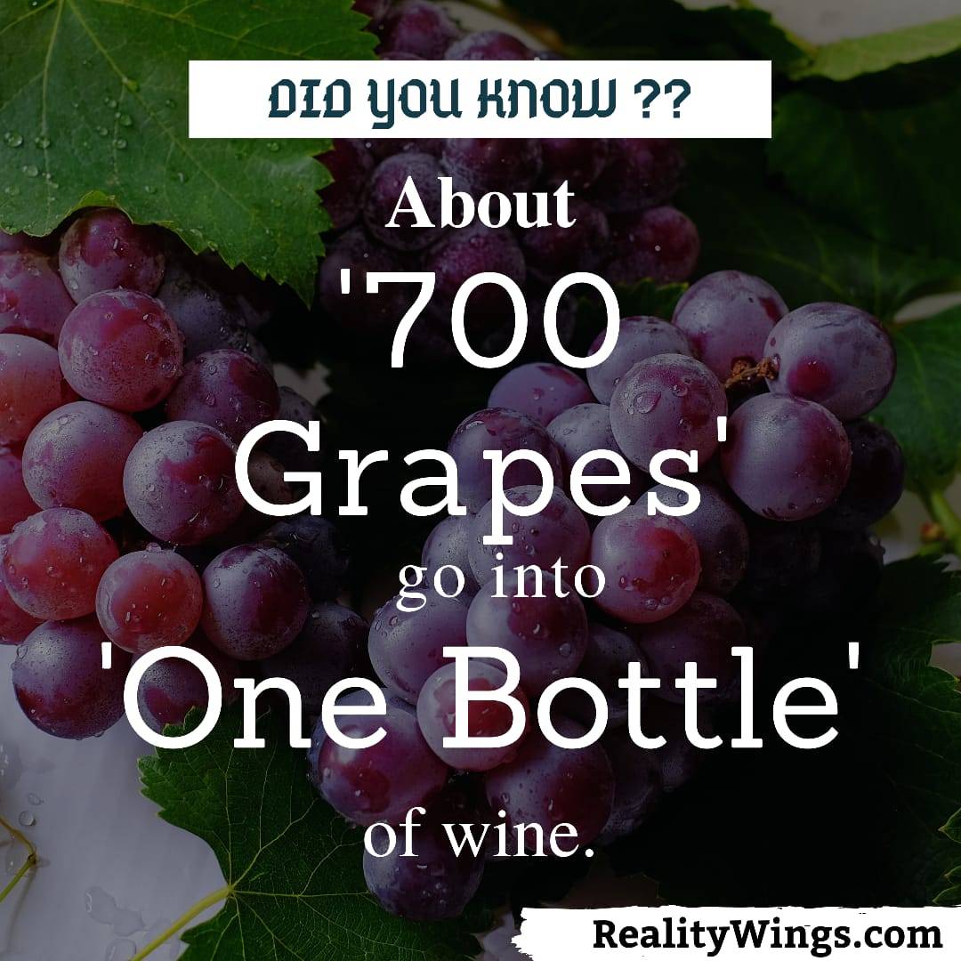RealityWings's tweet photo. Approximetly 2.5 pounds(1.18kg) of grapes fruit pulp was used for one bottle of red wine. 
Wine lovers 🥺🥺 #winelover #fruitwine #facts #bottleofwine #grapeswine #redwine #realitywings 
@reality.wings https://t.co/P8Kw62lJ9h
