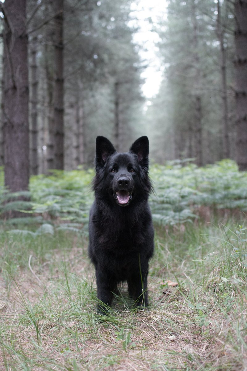 dannirlf's tweet photo. Was great to revisit #ThetfordForest with @lucyjayneellam and my dog Beau. Unfortunately my fieldwork here has come to an end due to coronavirus, but hoping to continue next year 🌲 #photography #dogsoftwitter https://t.co/BdQxW4317D