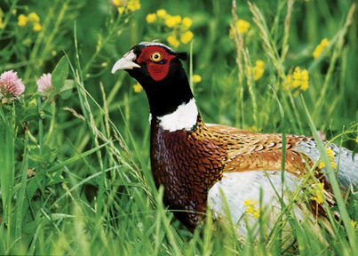 pheasants4ever's tweet image. ICYMI: The Great American Outdoors Act is heading to the U.S. House of Representatives and your rep needs to hear from you bit.ly/3fJwBpd #TheHabitatOrganization @JimInglis_PF @erb_bethany @quail4ever
