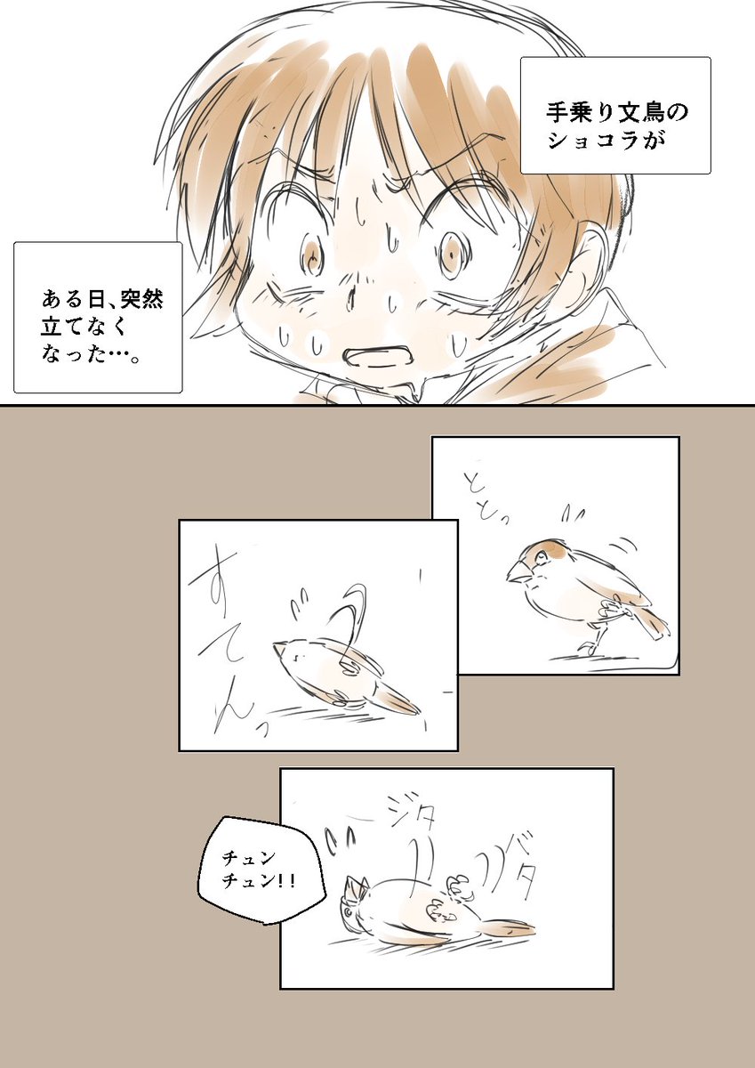 「文鳥の病気とハッピーエンド」①② #コルクラボマンガ専科 #毎日読もう・あげよう1Pマンガ 48/164 