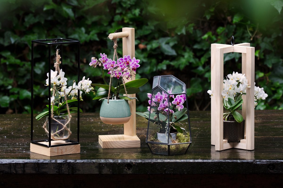 ARTISAN | With its compact size, Artisan's Trésor range is perfect for a variety of interior accessories. That’s why this grower has developed four on-trend frames to match the Living Collection by <a href="/ArtisanOrchids/">Artisan Orchids</a>.