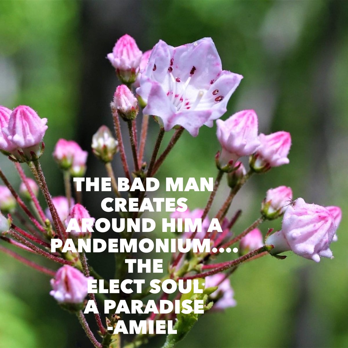 #pandemonium #paradise