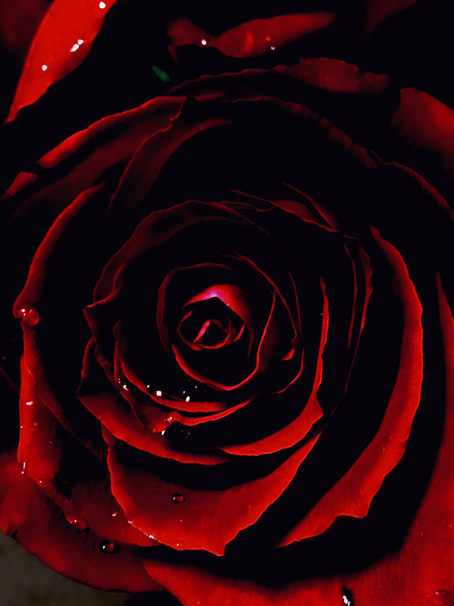 ট ইট র 八島ゆかり まもなく散るだろう赤黒い薔薇 滅び行く者のプライド T Co Hygoxcea0m ট ইট র