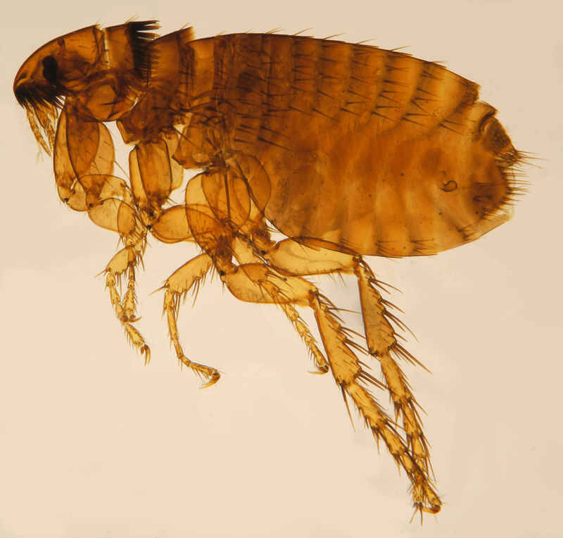BMCBiology's tweet photo. New #OpenAccess research: A chromosome-level assembly of the cat flea #genome uncovers rampant gene duplication and genome size plasticity #ctenocephalides #catflea #parasite #sequencing #genetics
Read it here: https://t.co/6sdyfp6SO7 https://t.co/qtyll8gBh1
