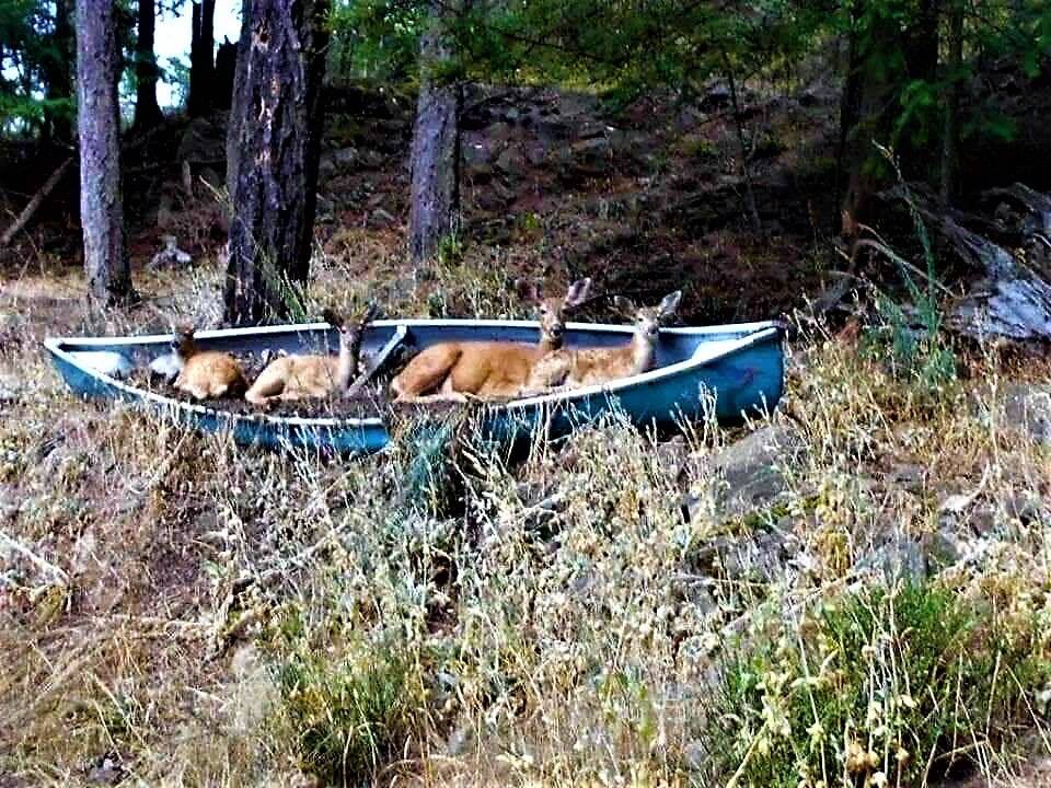 ladderstands's tweet photo. When the deer take over your recycled canoe for their own bed!🦌🦌😆
#deer #deerbedding #canoe #meanwhileincanada #deerbed #outdoors #treestandbuddy https://t.co/BhLFKNGwat