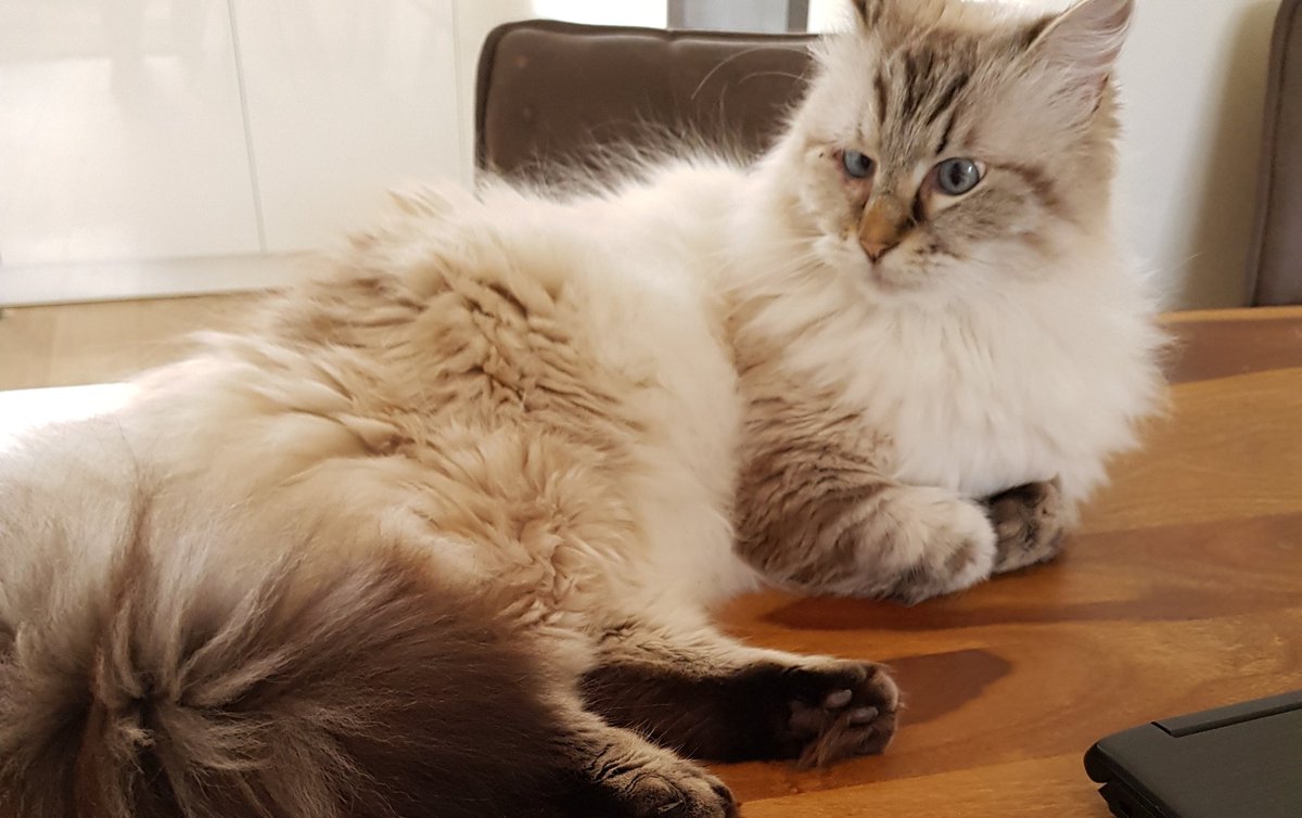 thehairycats's tweet photo. Friends, mum still can't walk properly after her fall but she is dancing (or rather "hopping") around the livingroom. Remember the exam she failed? She tried again and this time passed with a very good grade. Only one more exam to go this week.#Casper #Dontgiveup #Isupervised https://t.co/pSmYEPdMxB