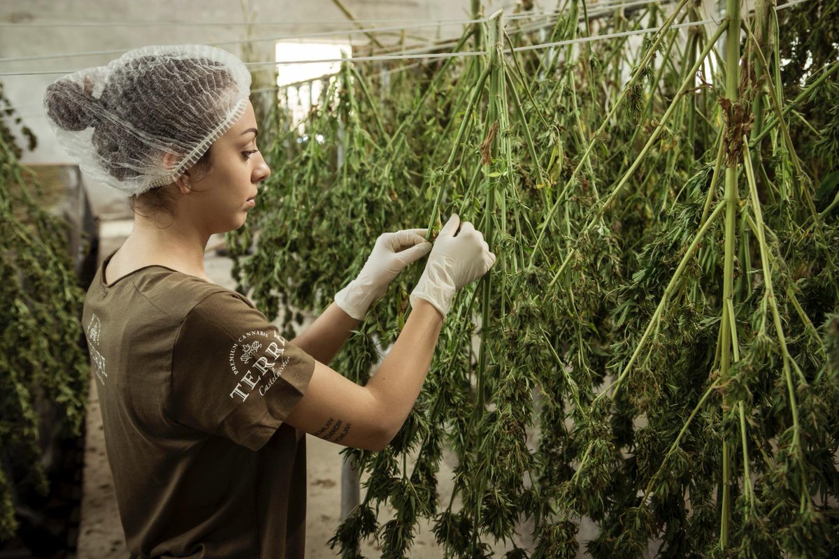 Looking to join the canna-business but don't know where to get started?Join our conference on August 4th and 5th:
usccexpo.com

#USCannabisConferenceAndExpo #CannaBusiness #Cannabis