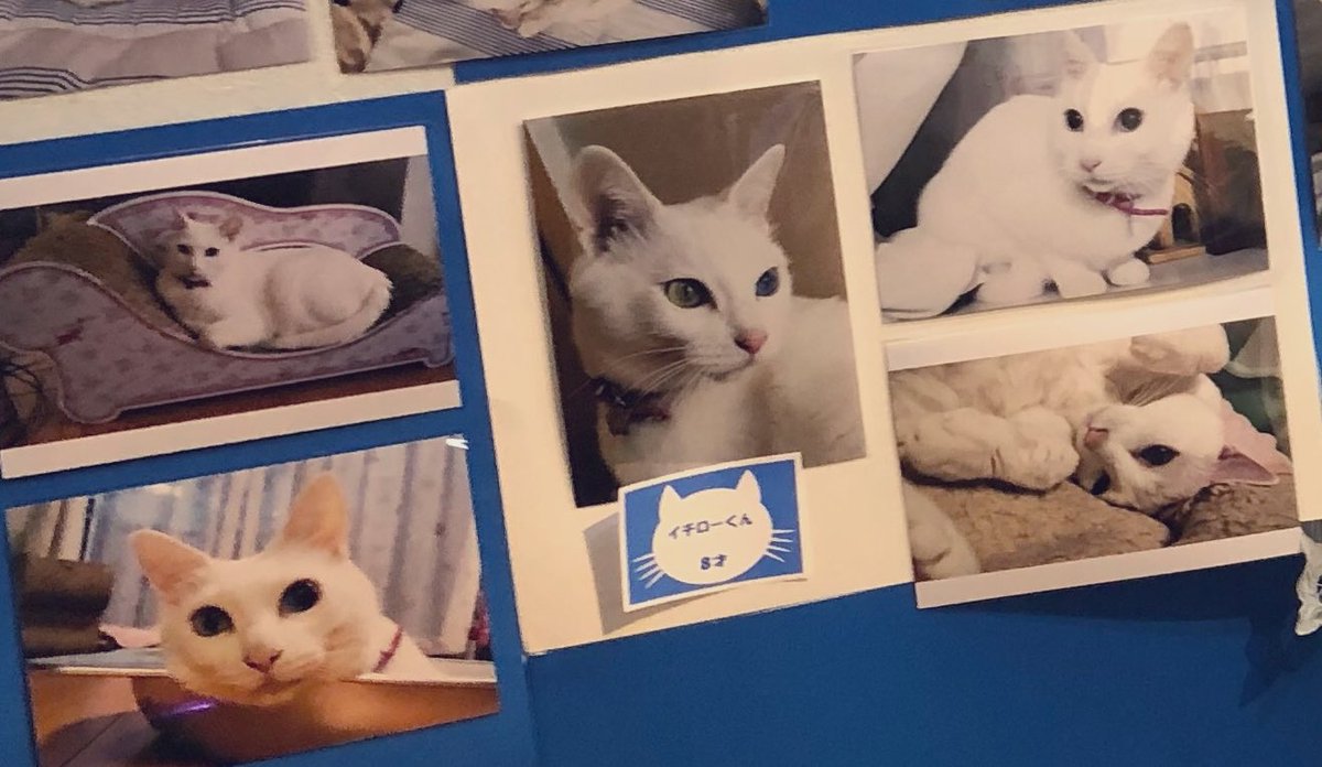 Meduses Meduses Oh No Twitter