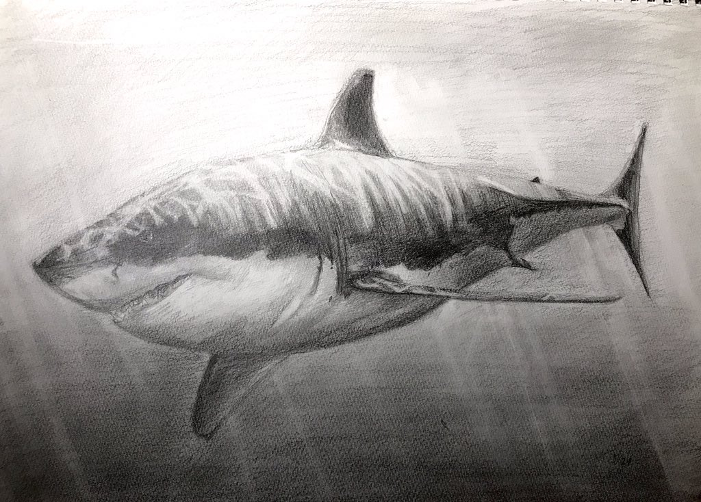有機ショーン アナログイラスト イラスト デッサン サメ イラスト好きな人と繋がりたい 絵描きさんと繋がりたい 練習 一日一絵 Day27 今日は過去絵のサメです お納めください T Co Cbg01c8yvi Twitter