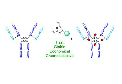 SpringGroupChem's tweet photo. Some more good news for today! The newest publication from Team ADC demonstrates the use of divinyltriazines as fast and economical disulfide rebridging agents: https://t.co/GSOVvCteT1 Congrats to @AndrewCounsell, @StephenWalsh4 and @nallaway. https://t.co/ou45Yol2eG