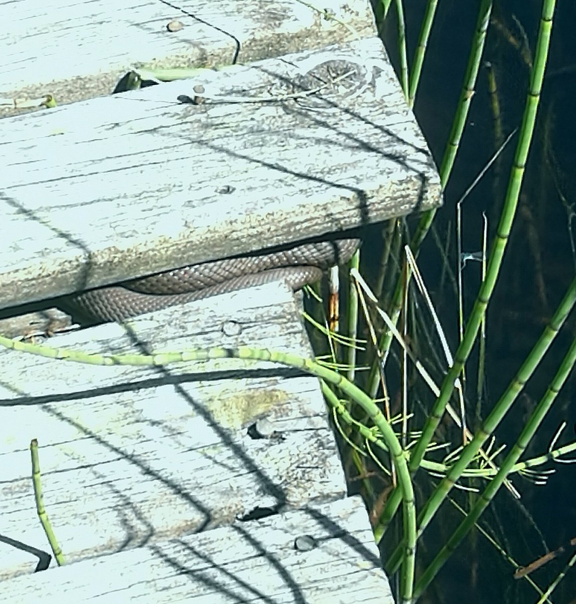 ElseKruskopf's tweet photo. Meidän oma kesän hide and seek-leikki. Löysinpä sinut Winston😁🐍 #jaala #nature #Finland #BeautifulLoveWonderfulLife #grassnake https://t.co/fPDSnHXIvg