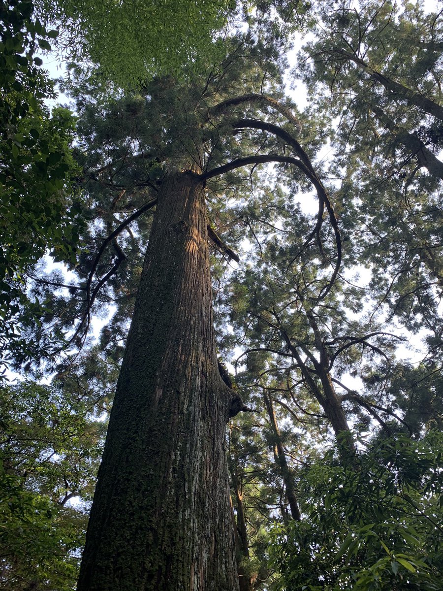 b084m026x's tweet image. 杉、宇宙人スギ👽
#logbuilder