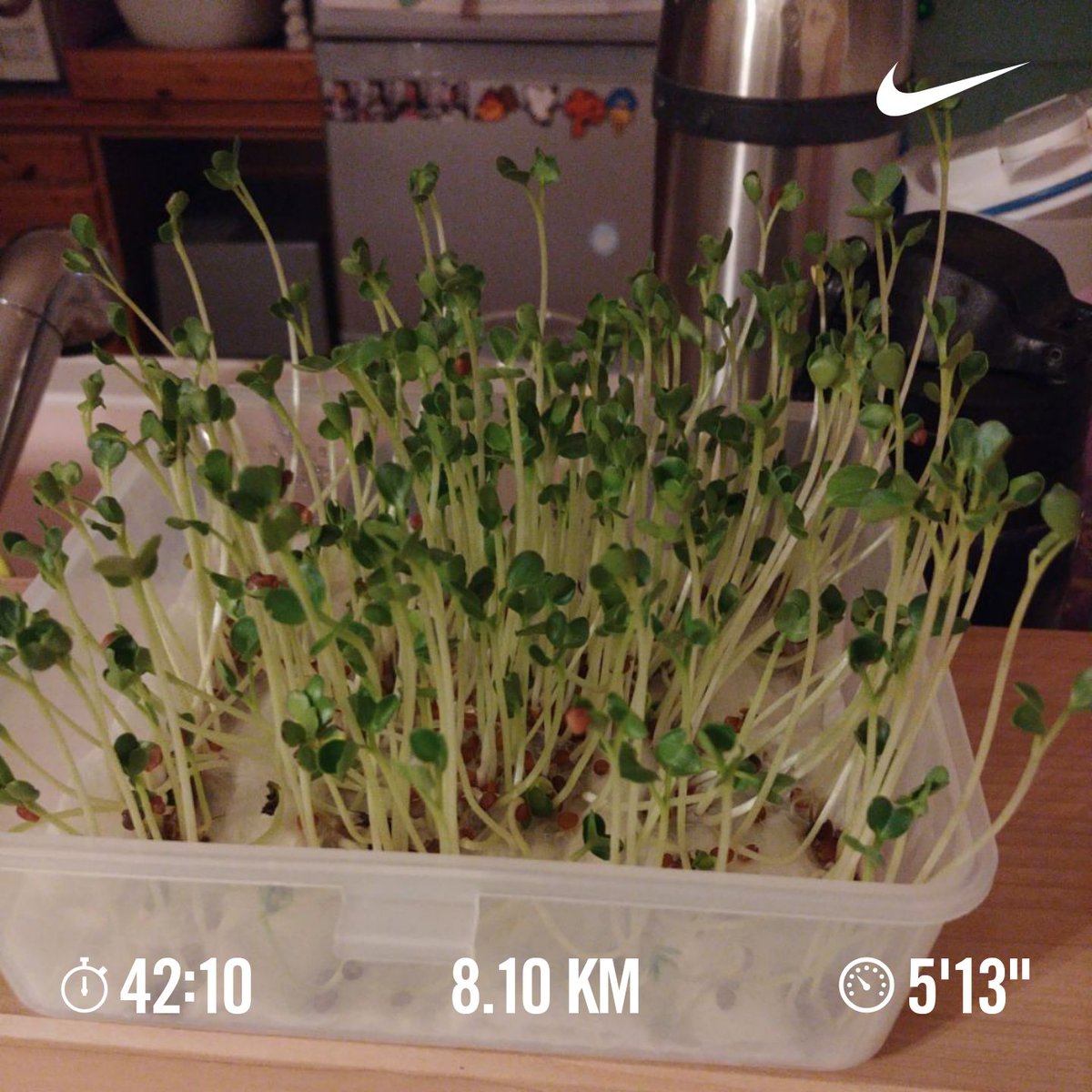 かいわれ大根栽培