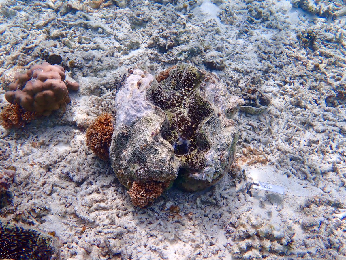 Giant clams play important roles in the coral reef ecosystem. They are reef-builders,bioeroders,refuge for some organisms like fishes and epibionts, sources of zooxanthellae and  filter-feeders where they can clear water. Example of giant clam is Hippopus sp. #MolluscMonday
