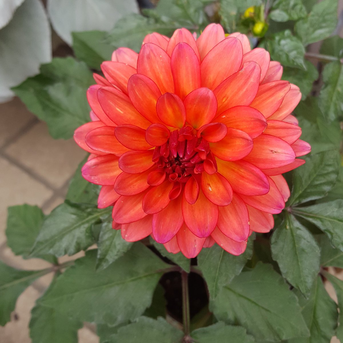 Mibo 夏に向けて 玄関にビタミンカラー ギャラリーダリア マティッセ コリウス ウィザードシリーズ コーラルサンライズ ジェード