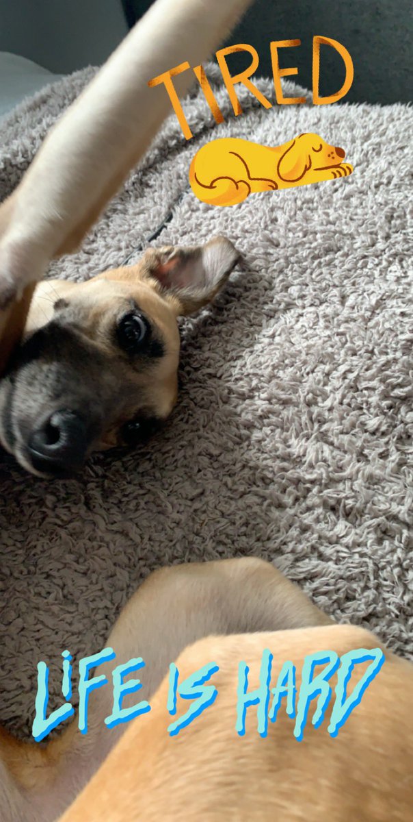 JosieWhippet's tweet image. When mums working from home 😀