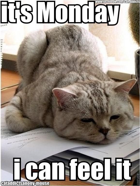 cats_caffeine's tweet photo. It’s Meme Mondays!!! 😻 ... Enjoy this start of the week pick me up. 😹😹😹#mememondays #catmemes #catlove #meow #sillycats #cats #catcafe #hamilton #hamont #905 #funnypickmeups #monday #catsandcaffeine #catsandcaffeinehamilton https://t.co/lc2jvkjhW3