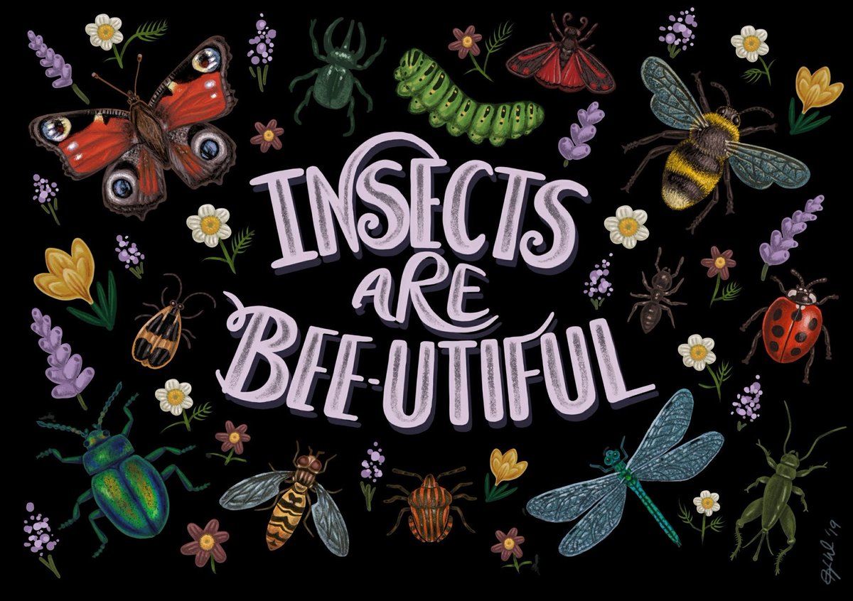It's National Insect Week so here's some artwork I created last year in adoration of the little beauties... 😍🦋🐛🐜🐝🐞
#NationalInsectWeek #NIW2020 @insectweek #littlethingsthatruntheworld #procreate