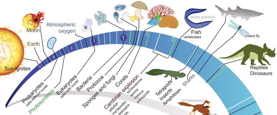 Daripada situ, hidupan melalui proses evolusi yang terhasil daripada mutasi rawak dan pemilihan semula jadi (natural selection) -- daripada mikroorganisma bersel tunggal yang mendiami air sehinggalah ke reptilia gergasi yang menguasai daratan.