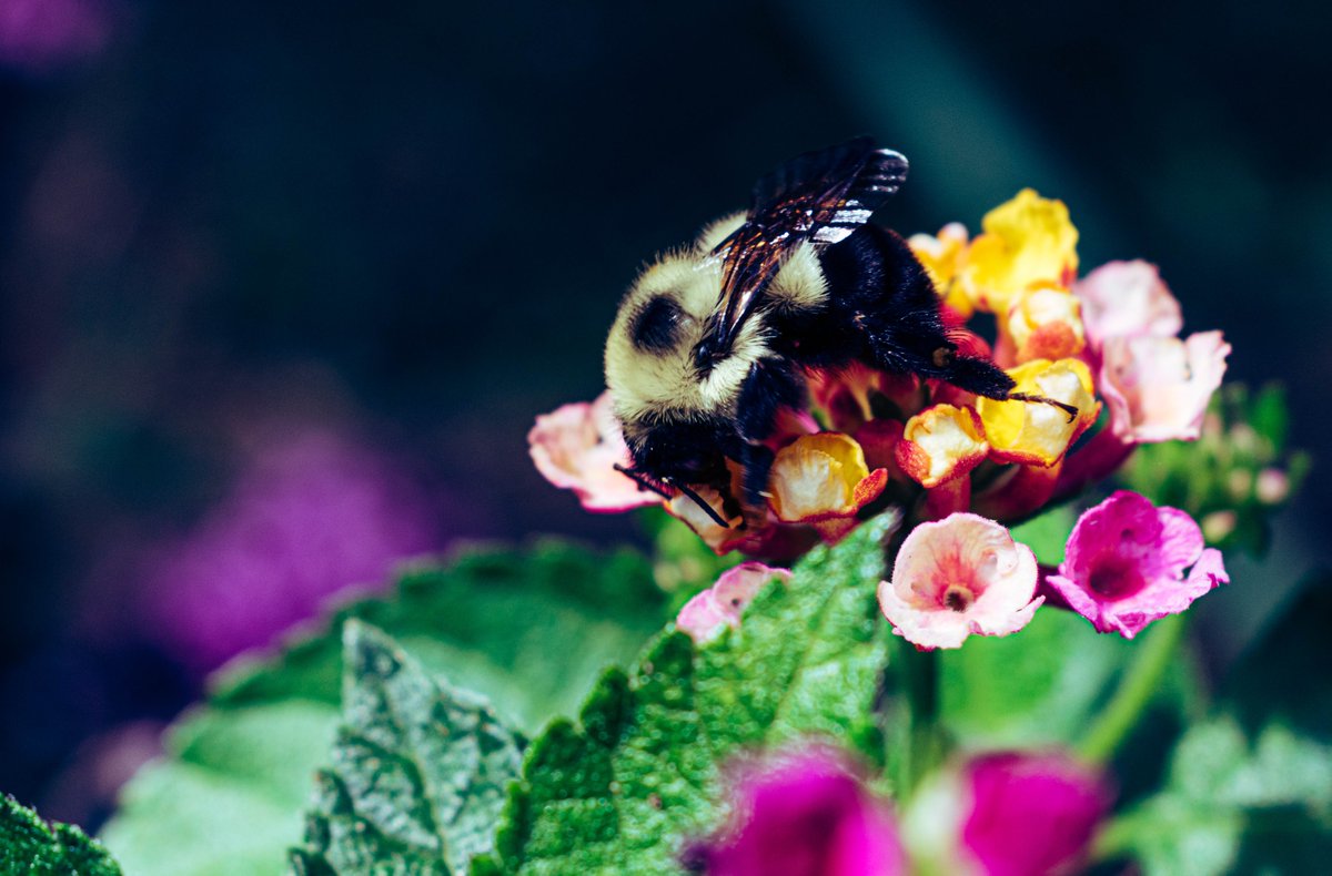 edayphotos's tweet photo. #Pollinatorweek Photo Challenge! 📸🌸
Post your photos to brighten the day and support each other!
Theme: * Pretty Pollinators* 🦋🪲 🐞🐝
#theme #photography #pollinators #bumblebee #NaturePhotography #natureishealing #SpreadLove #savethebees
A beautiful bumble 💛🖤 https://t.co/RbB4nbVmjf