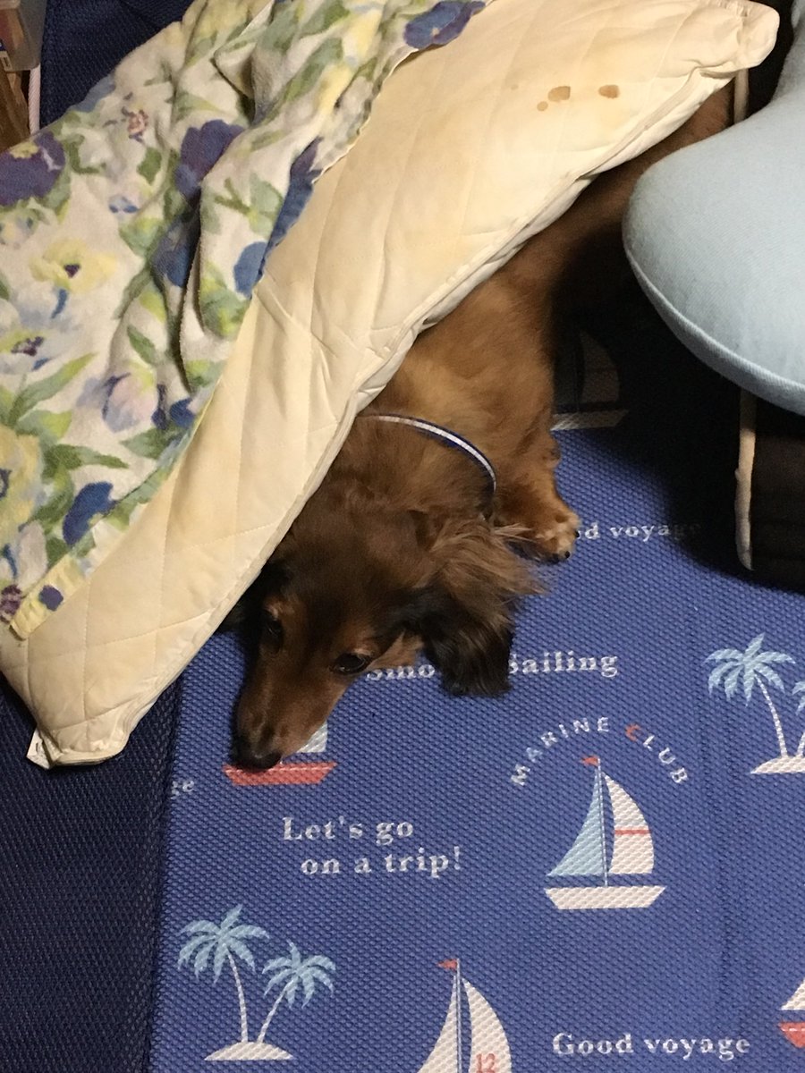 銀子 ハウルのヒンみたいな寝方