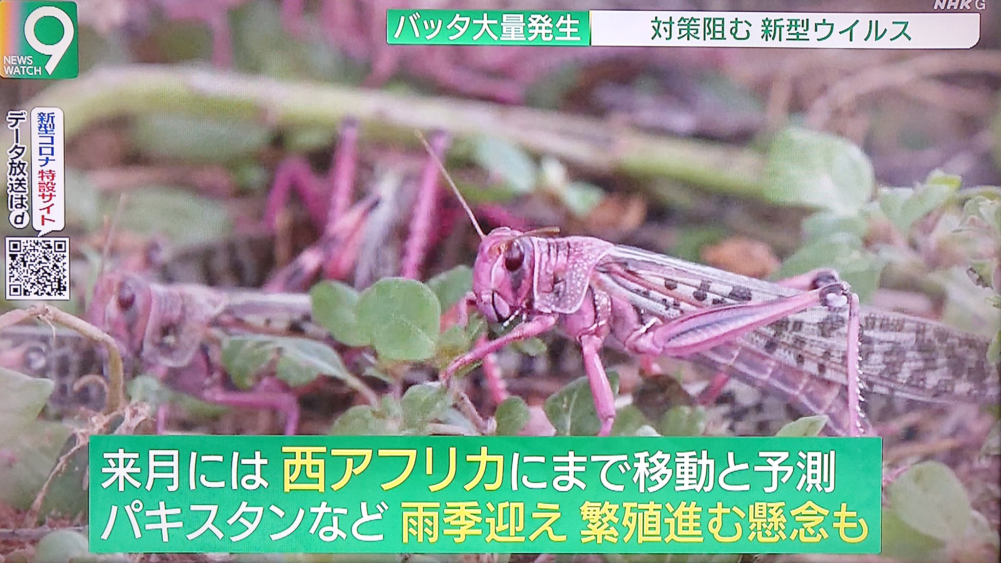 Take7700 コロナ禍の影響でバッタの駆除 が出来ないため蝗害が拡大しています 日本でも北海道 関東 関西で蝗害の記録が残っていて油断出来ません バッタ 大量発生 食い尽くされる農作物 新型コロナウイルス 食料不足 Take7700 コロナ禍の影響でバッタの駆除 が出来ないため蝗害が拡大しています 日本でも北海道 関東 関西で蝗害の記録が残っていて油断出来ません バッタ 大量発生 食い尽くされる農作物 新型コロナウイルス 食料不足