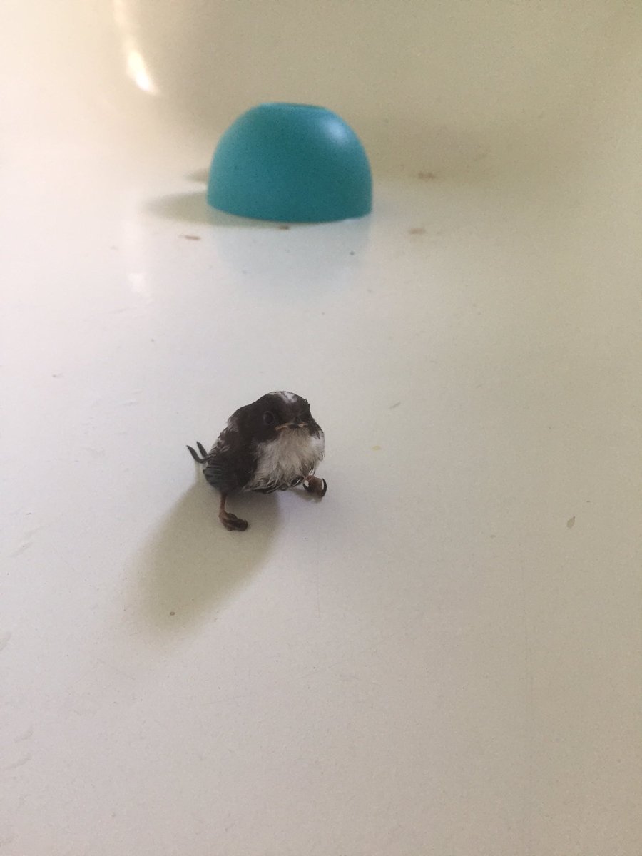 Social Anxiety Ireland tweet media