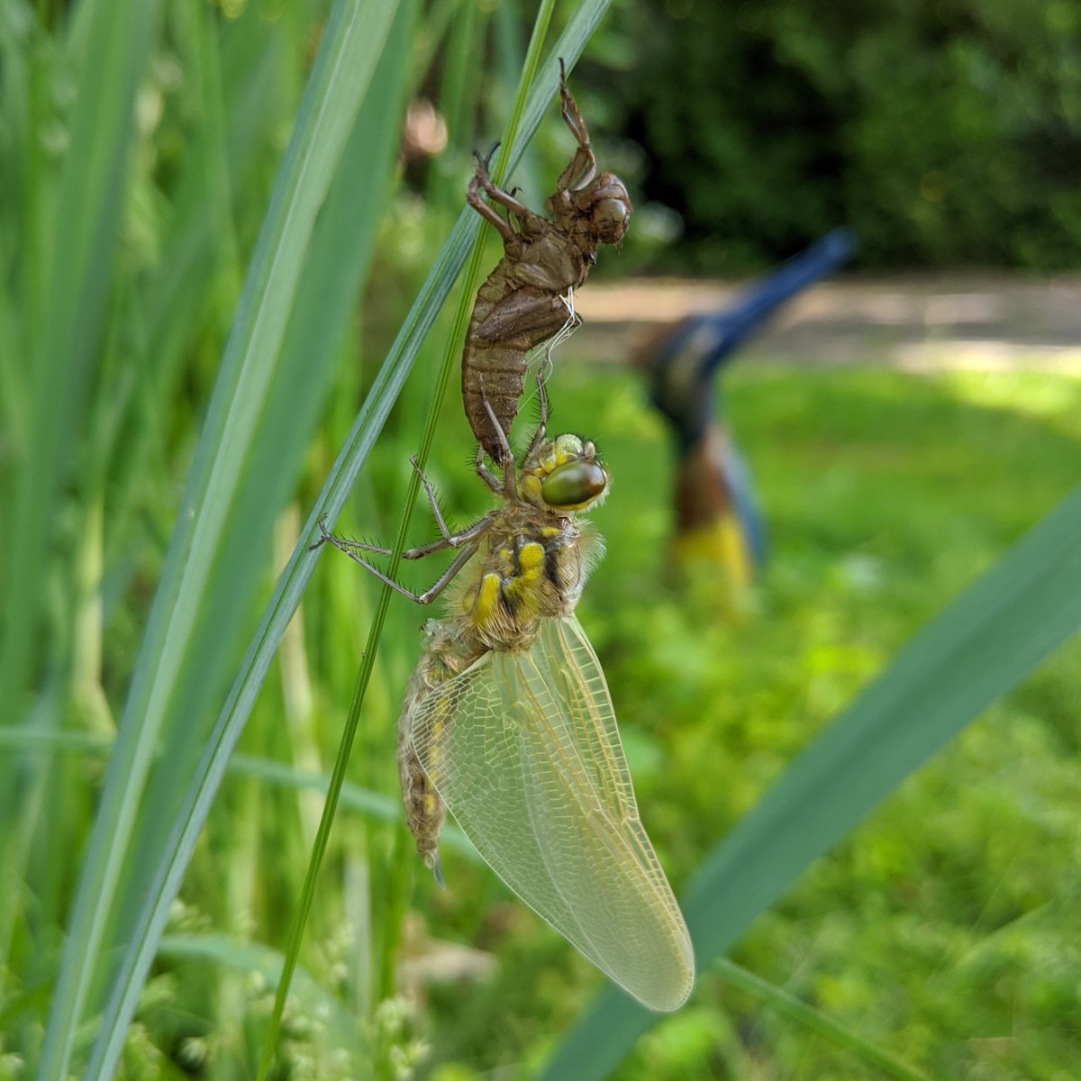 DrJoScience's tweet photo. #30DaysWild 
Take a look at these incredible photographs of a dragonfly emerging from its nymph stage and blowing up its wings.
This final moult from larva to adult is triggered by day length!
#GardenSafari #ScienceInYourGarden #Nature #Wildlife
📷 @ChristelKrueger https://t.co/xLjFYpcCSM