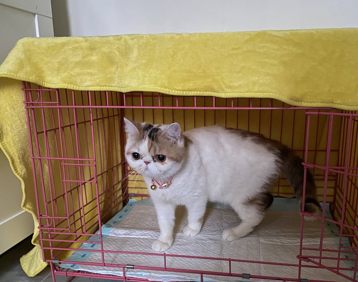 Anf! Kak aku mirip reza arap ga