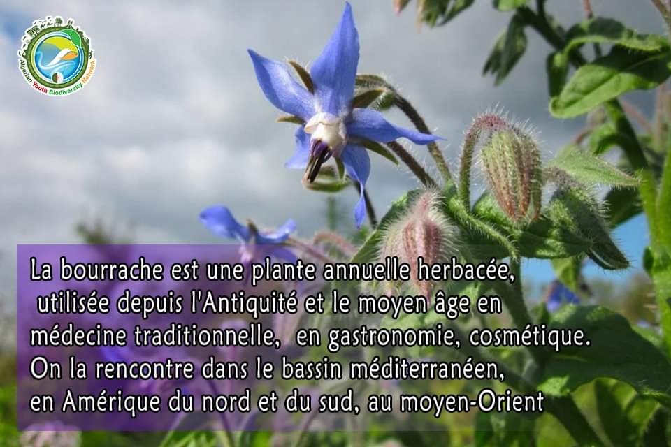 AlgeriaGybn's tweet photo. 🥀On commence notre rubrique sur les plantes médicinales qu'on trouve dans notre pays et dans d'autres régions du globe.

🥀On a choisi d'en parler sur la bourrache une plante surnommée comme plante qui rend heureux ou l'élixir de jouvence.

#Gybn_Algeria 

#plantesmédicinales https://t.co/4jo71vNhXz