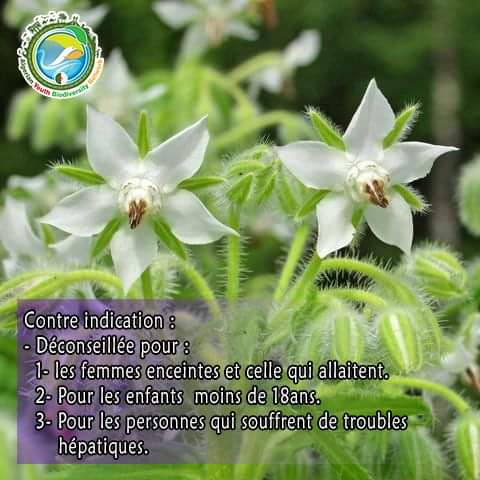 AlgeriaGybn's tweet photo. 🥀On commence notre rubrique sur les plantes médicinales qu'on trouve dans notre pays et dans d'autres régions du globe.

🥀On a choisi d'en parler sur la bourrache une plante surnommée comme plante qui rend heureux ou l'élixir de jouvence.

#Gybn_Algeria 

#plantesmédicinales https://t.co/4jo71vNhXz