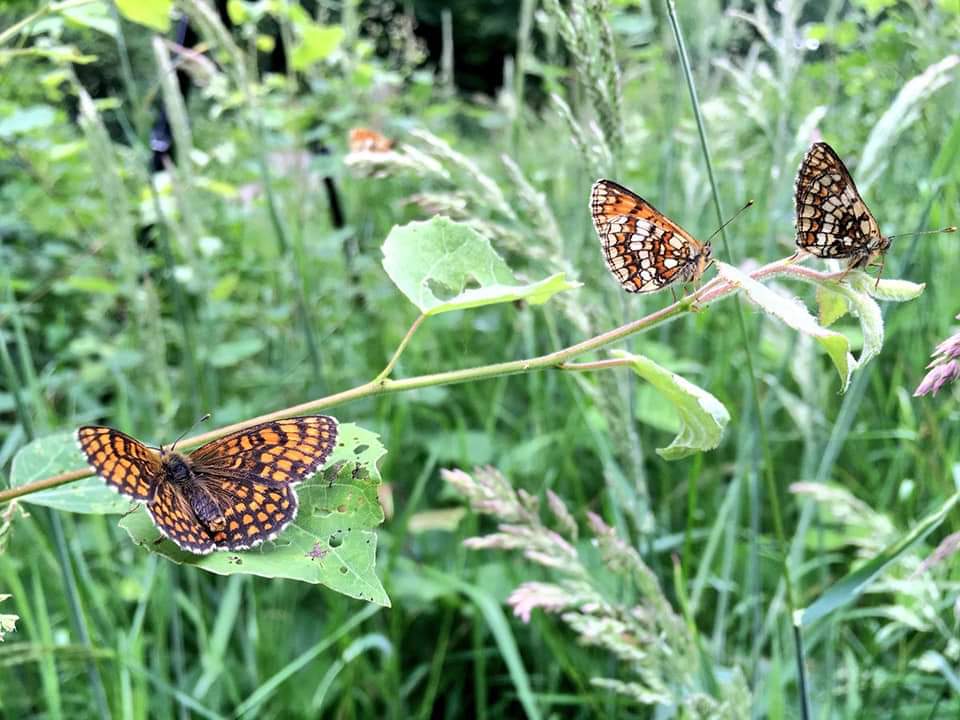 MarionMarven's tweet photo. . @edayphotos @DaydreamFarm @BethDaydream @EcoDaydream @CoachDaydream
#Prettypollinators
#polinators #beehaving #beebees #butterflutteries #Butterflies #workerbees #tripleflutter #pollen https://t.co/vplFgkIPEr