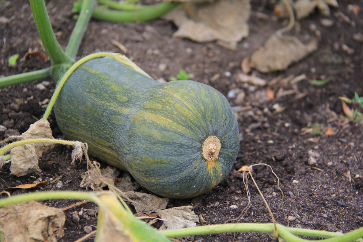 Have you signed up your family for this week's FREE online programming? This Tues (eng), Wed (fr), &amp; Thurs (eng) is all about veggies!

rbg.ca/things-to-do/r…

These sessions will be taking a break for a few weeks as our teams restructure the program for the summer; stay tuned!