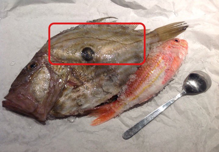 プリヒル姉さん ロンドン魚屋 特徴 口が大きく開き魚を丸飲みする大食漢 なのに体の割りに可食部が少ない 四角の部分 ネガティブポイントばっかじゃないか でも美味しいからいいのがあったら食べて欲しい ロンドン魚屋 プリヒル姉さん ロンドン魚屋 特徴 口が大きく開き魚を丸飲みする大食漢 なのに体の割りに可食部が少ない 四角の部分 ネガティブポイントばっかじゃないか でも美味しいからいいのがあったら食べて欲しい ロンドン魚屋