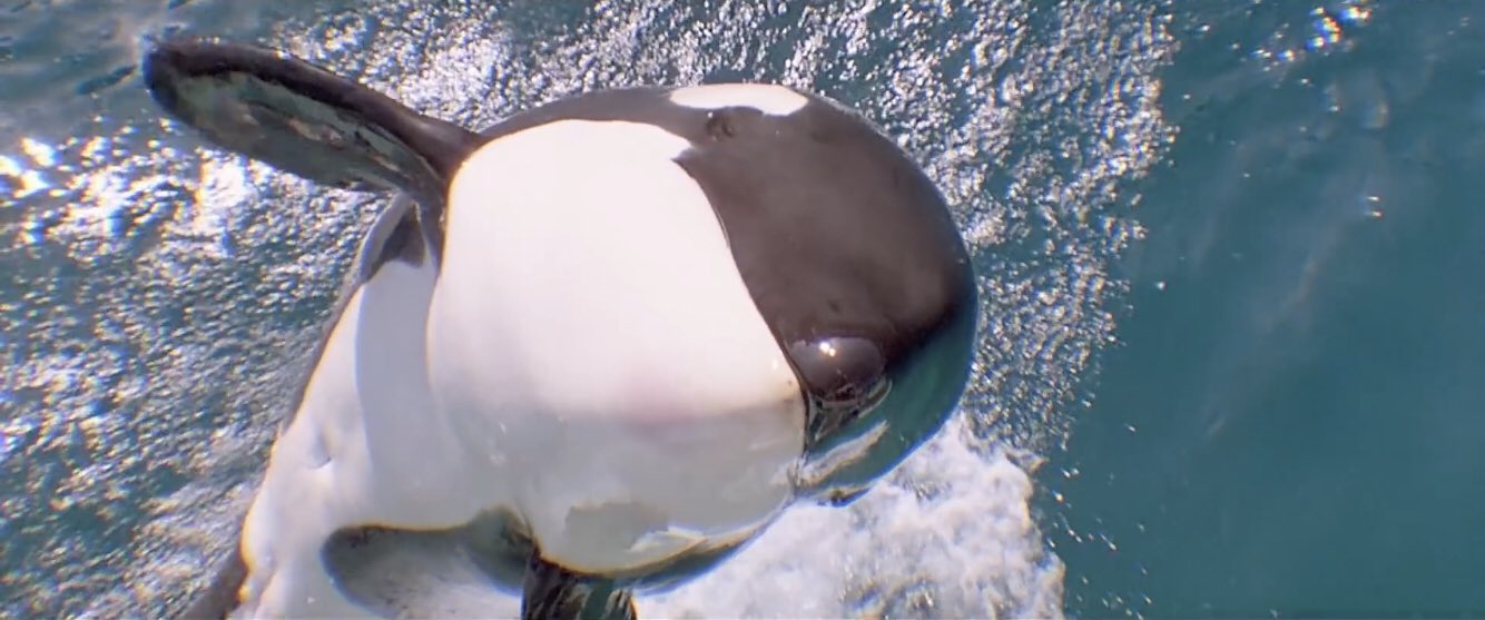 サメ田氏 Carmeg 野生のシャチは歯も大きく鋭いし恐すぎて別の生き物だったと シャチの飼育係の方から聞きました Twitter