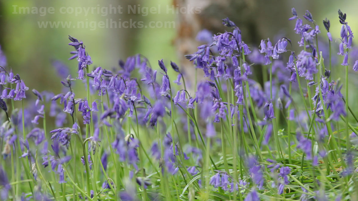NigelHicksPhoto's tweet photo. As part of new #video work I've published a short video showing off some of my #landscape and #nature videography. Moody/atmospheric footage of #bluebells, #Dartmoor streams etc. See video on my blog at https://t.co/zAvABJqJNH #Torbayhour @DorsetHour @CanonUKandIE #whatsonsw https://t.co/skCvGLvQQJ