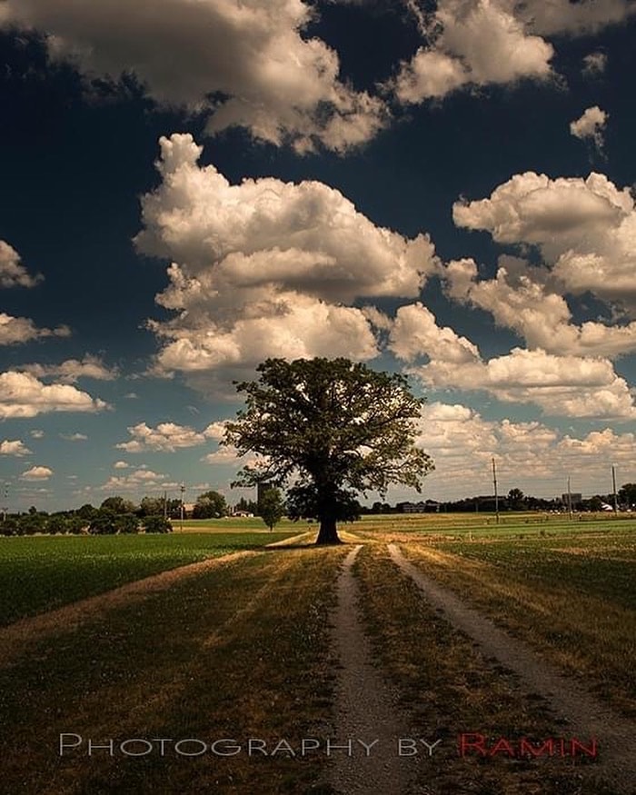 TreeCanada's tweet image. Another beautiful #tree planted in our #virtualforest! Share your #TREEphotograph with us to be featured on our feeds! Tag us and use the hashtag #TreeCanadaphoto! 
📸 @Photos_by_Ramin, via Instagram ow.ly/2Xsj50AeGVT