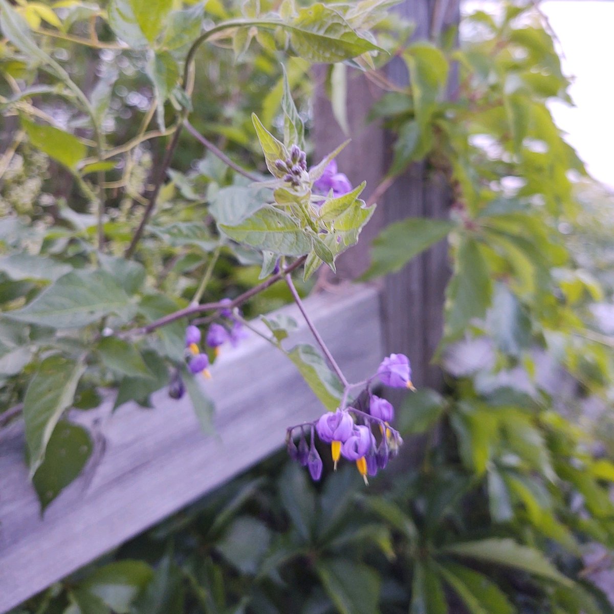 EmmaRoseMD's tweet photo. Look but don't eat! Bittersweet nightshade contains solanine, a glycoalkaloid, which can cause hallucinations and delirium along with nausea and vomiting 🤪🤢 https://t.co/U3D5olLigh