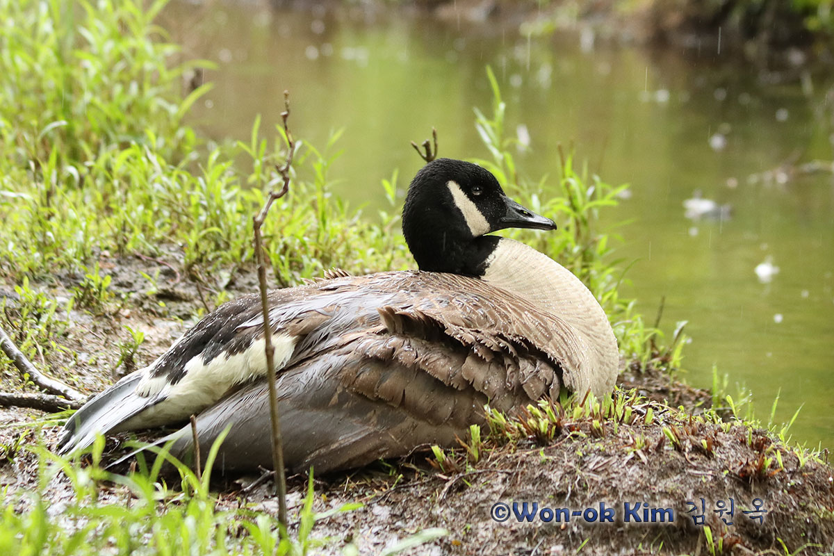 Life for #Canadageese on Sligo Creek is filled with drama, tragedy and triumph. Check out our epic two-month-long journey inside their world. You won't look at a goose the same way again. eyeonsligocreek.com/hope-and-hards… @MontgomeryParks #wildlifephotography #birds #birdwatching