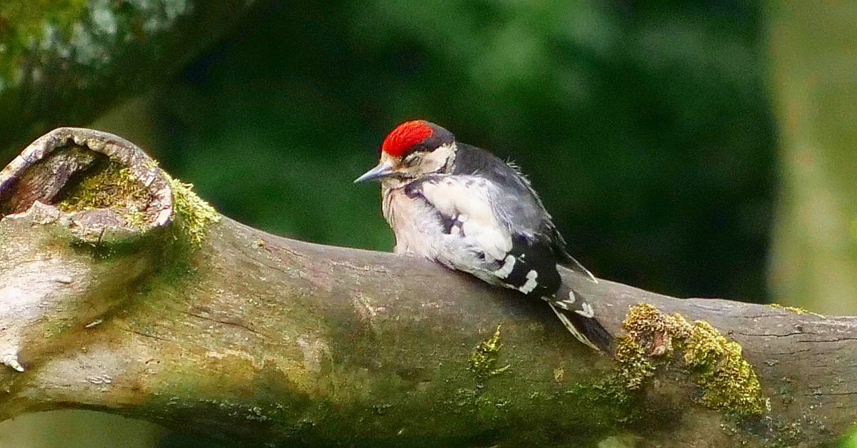 RachAlsKitchen's tweet photo. Caught this #juvenile #woodpecker #greatspottedwoodpecker napping in the sun this afternoon .. weβve had a mother and 3 #fledlings on the #birdfeeder but have managed to get a #picture of them ... #animals #ukanimals #birds #ukbirds #wildlife .. https://t.co/36Fwrujz8k
