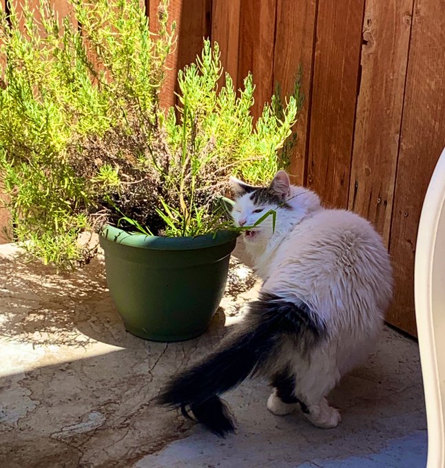 Omfg🐱OCTAVIA RAE CYRUS!🤣☺️  SO YOUR THE ONE EATING MY🌱PLANT!!?  I&rsquo;m over here blaming WILD🐿🐀🦡ANIMALS<a href="/tag/teamcyrusxxx"class="tags"><span>#teamcyrusxxx</span></a>