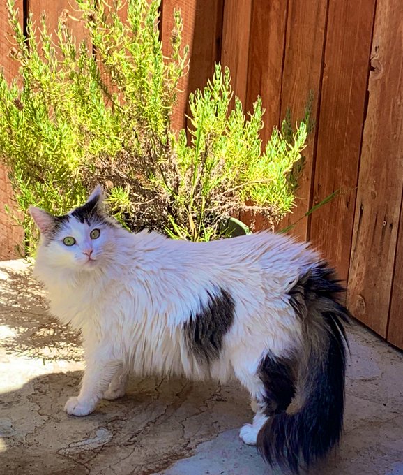 Omfg🐱OCTAVIA RAE CYRUS!🤣☺️  SO YOUR THE ONE EATING MY🌱PLANT!!?  I&rsquo;m over here blaming WILD🐿🐀🦡ANIMALS<a href="/tag/teamcyrusxxx"class="tags"><span>#teamcyrusxxx</span></a>