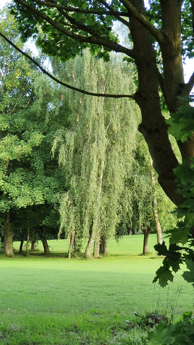 tracyharrison8's tweet photo. On tonight's ramble I looked at trees and watched some golf โณ #treesaregreat ๐ณ https://t.co/bsgMoJTtfl