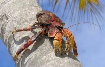 членистоногое животное которое ходит задом. пальмовый вор кокосовый краб. пальмовый вор кокосовый краб. древесный краб австралия. биология 7 класс членистоногие ракообразные.