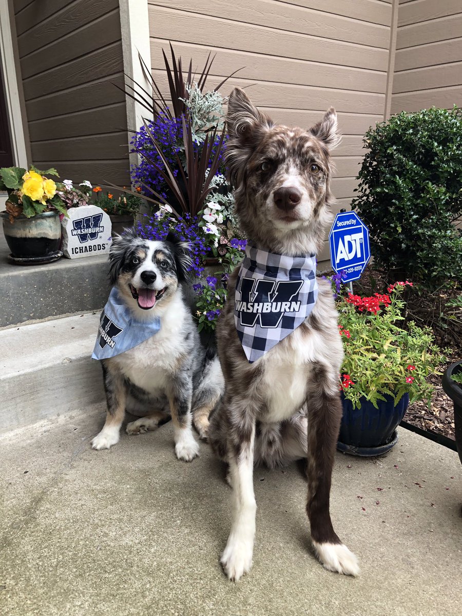 IchaDogs's tweet photo. Jax and Bailey are looking doggone stylish in their WU bandanas! It may be the #ichadogdaysofsummer, but we are ALWAYS #HowlingForWU!!! Wishing all of our favorite Bods a happy Monday!
#dogsforbods
#GoBods https://t.co/9mPDpQ1SD8