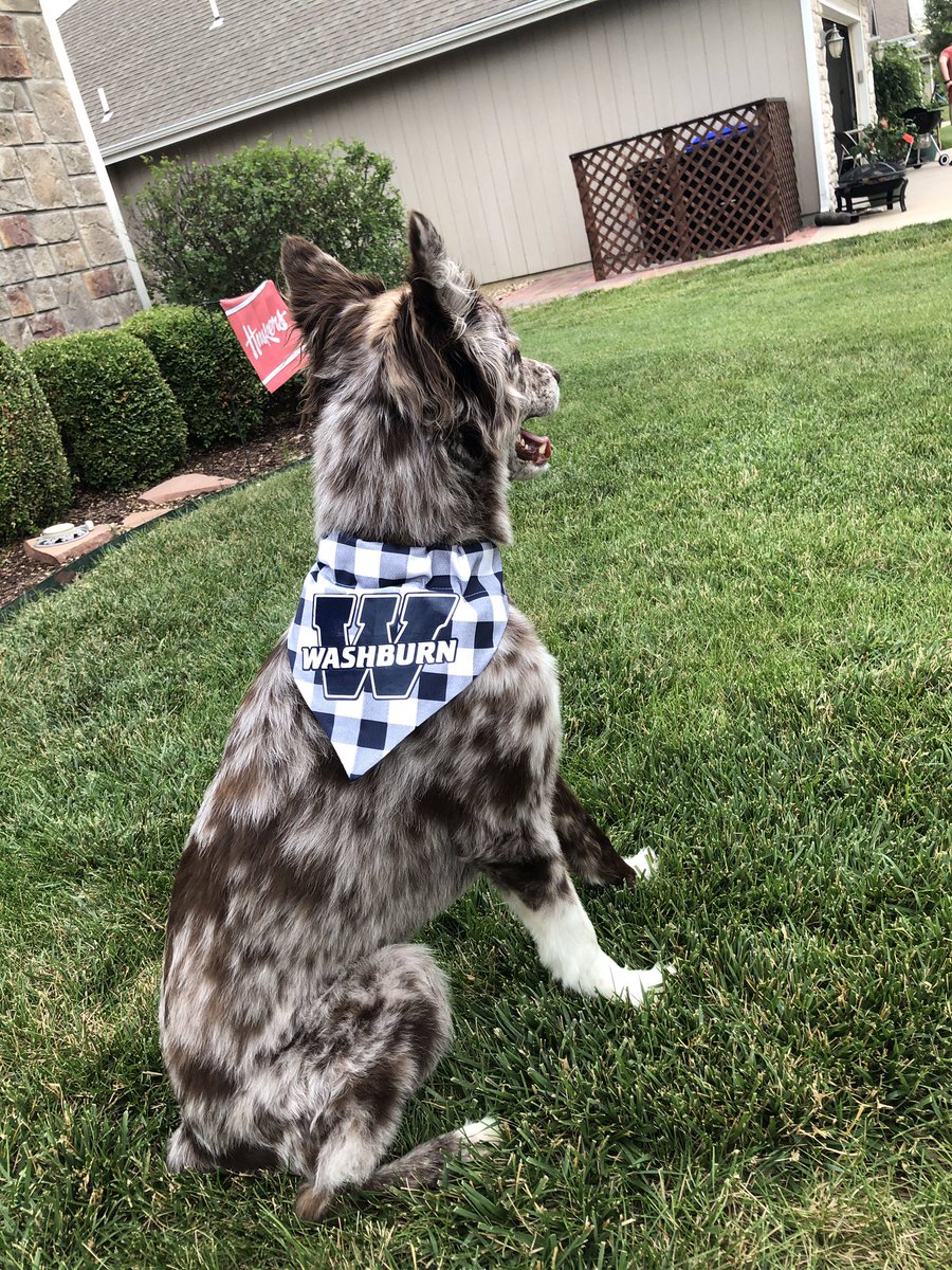 IchaDogs's tweet photo. Jax and Bailey are looking doggone stylish in their WU bandanas! It may be the #ichadogdaysofsummer, but we are ALWAYS #HowlingForWU!!! Wishing all of our favorite Bods a happy Monday!
#dogsforbods
#GoBods https://t.co/9mPDpQ1SD8