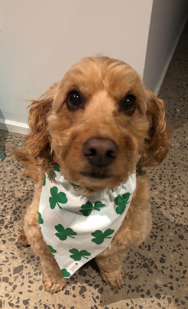 FinzAus's tweet photo. Toby’s GrandMammy can’t travel to see family in Ireland at the moment, so he’s trying to bring a bit of Irish cheer to her! 😀 #Ireland #Dublin #family #friends #missyou 💚 https://t.co/0cqiSBEgqA
