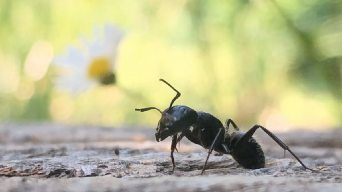 thexiaohuozi's tweet image. vimeo.com/cameronkroghst…

Check out the short film my partner and I created in our garden during COVID-isolation! #isolationcreation #shortitout #nature #antmovie #macro #shotoniphone #lockdown #lobudgetmayhem 🐜🍂 @DepictShorts