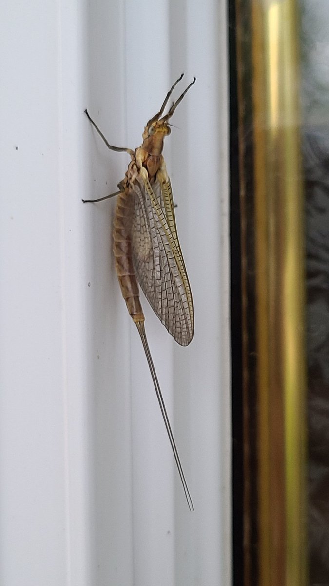 Cbrummell1's tweet photo. Oh boy, 1st #fishfly of the season. Can't wait for the millions more swarming every night for the next 3 weeks! #lakeerie @KingsvilleOnt https://t.co/sEM0X3vs5d