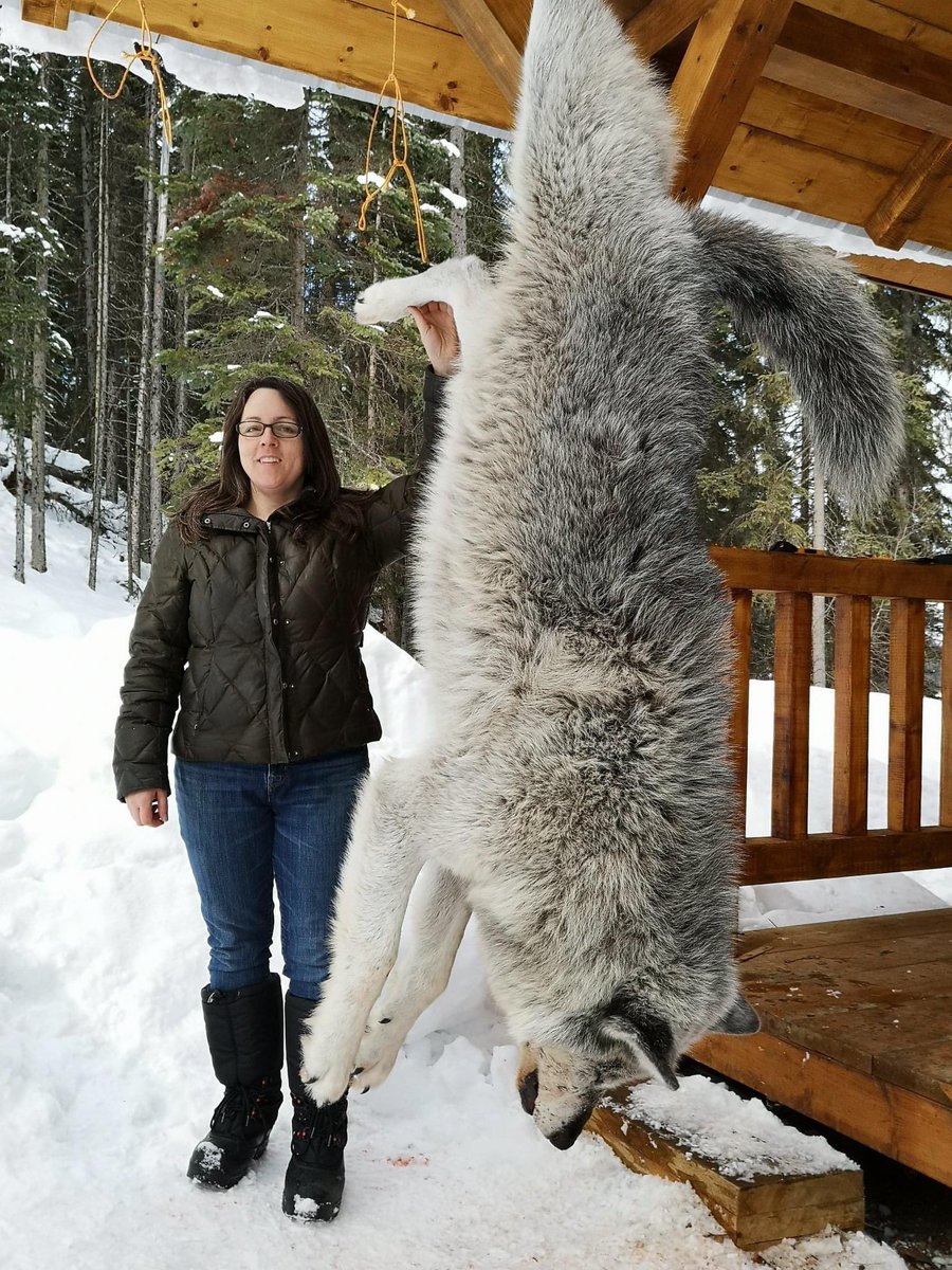 XposeTrophyHunt's tweet photo. Jack Hooper co-owner-Babine Guide Outfitters thinks this wolf he ‘harvested’ is 1 of the most beautiful he’s seen & can’t wait to get it back from the taxidermist. I hope he doesn’t find his wife beautiful....leave the beauty of wildlife alone.😒
#BanTrophyHunting 🙏🏼RT
@zbleumoon https://t.co/cjPYxTKsmq